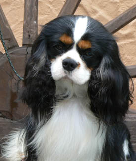 Champion Sanickro Knight of Honur 2 years old