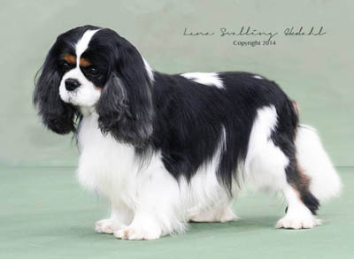 Champion Sanickro Knight of Honour 8 years old 1:st of Marsh 2014