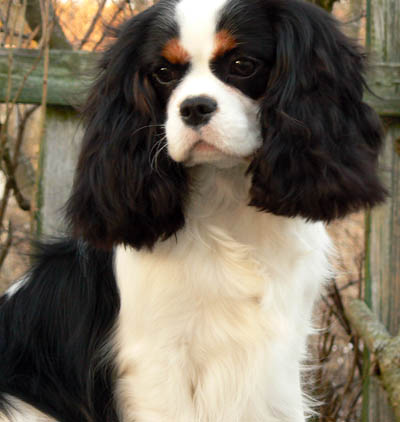 Emiliastor