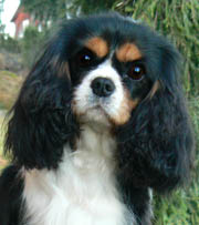 Svensk Juniorvinnare 2012 - Emperix Bridesmaid
