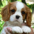 Charlie-Emperix Malvin