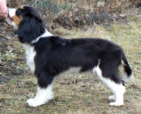 Stående