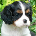 Ronja-Emperix Magtic Shadow