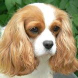Emperix Juliette