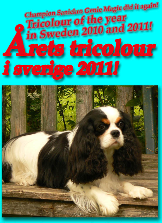 Sanickro Genie Magic - Tricolor of the year 2010 and 2011
